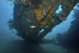 An overturned shipwreck surrounded by corals and small fish in an underwater landscape, dive site