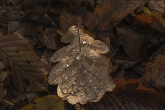 A leaf with water droplets lies on the floor. The leaf is brown and the water droplets are clear.