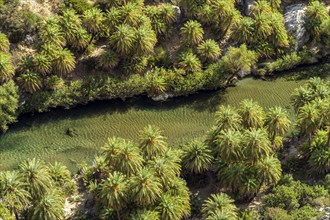 Phoenix theophrasti palms and the river Megalopotamos in the gorge of Preveli, Crete, Greece,