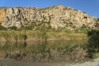 Phoenix theophrasti palms and the river Megalopotamos in the gorge of Preveli, Crete, Greece,