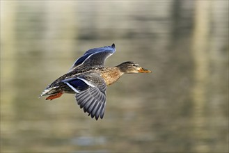 Mallard (Anas platyrhynchos), female in flight, Lake Zug, Canton Zug, Switzerland, Europe