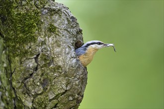 Nuthatch (Sitta europaea), looking out of its nesting cavity with excrement in its beak, Lake