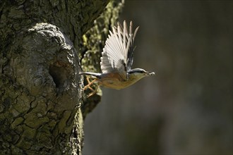 Nuthatch (Sitta europaea), taking off from its breeding den, Lake Neusiedl National Park,