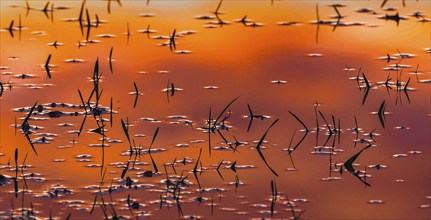 Waterlogged wheat field, young plants submerged in water as silhouettes, in winter after heavy