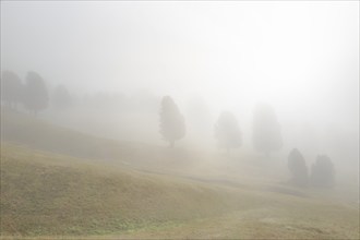 Picturesque scene of mist-filled hills with scattered trees creating a tranquil atmosphere