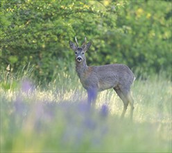 European roe deer (Capreolus capreolus), roebuck standing on a forest path and looking attentively,