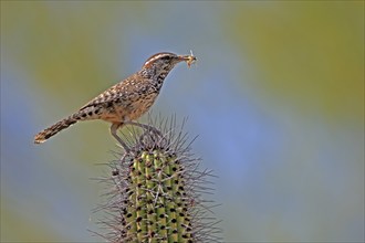 Cactus wren (Campylorhynchus brunneicapillus), adult, on cactus, feeding, with prey, Sonoran