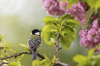 Great tit (Parus major) looking over its shoulder, surrounded by bright pink cherry blossoms,