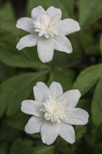 Double-flowered wood anemone (Anemone nemorosa Vestal), Emsland, Lower Saxony, Germany, Europe