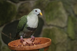 Black-chinned Fruit Dove (Ptilinopus leclancheri), Walsrode Bird Park, Lower Saxony, Germany,