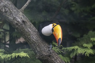 Toco toucan (Ramphastos toco), Vogelpark Walsrode, Lower Saxony, Germany, Europe