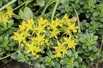 Kamschatka stonecrop (Sedum kamtschaticum), flowering, flower, Ellerstadt, Germany, Europe