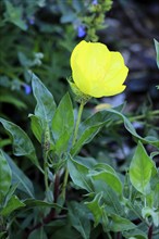 Common evening primrose (Oenothera biennis), flowering, flower, Ellerstadt, Germany, Europe