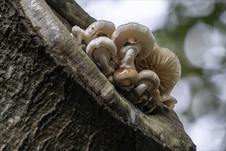 Ringed beech slime moulds (Oudemansiella mucida) on old copper beech (Fagus sylvatica), Emsland,