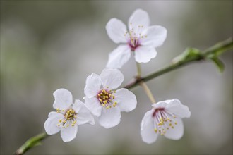 Myrobolane (Prunus cerasifera), Emsland, Lower Saxony, Germany, Europe