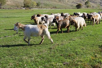 Herd of sheep and goats, Anatolia, Turkey, Asia