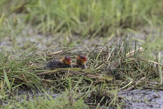 Common coots (Fulica atra) chicks, Lower Saxony, Germany, Europe