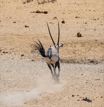 Gemsbok (Oryx gazella) running away with a cloud of dust, from behind, in dry savannah with