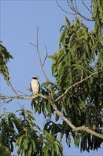 Laughing Falcon, Herpetotheres cachinnans, Amazon Basin, Brazil, South America