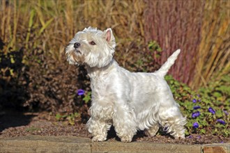 West Highland White Terrier, White Highland Terrier, Westie