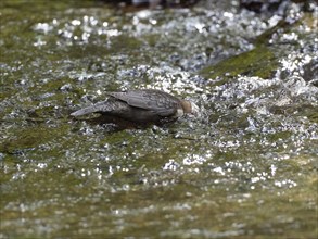 Common Dipper (Cinclus cinclus), adult bird walking through shallow water in a hill stream, with