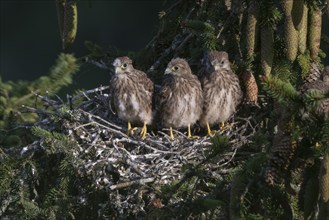 Common kestrel (Falco tinnunculus) at the nest with young birds, Daun, Eifel, Rhineland-Palatinate,