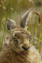 Brown hare (Lepus europaeus) adult animal yawning, Suffolk, England United Kingdom