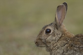 Rabbit (Oryctolagus cuniculus) adult animal head portrait, Suffolk, England, United Kingdom, Europe