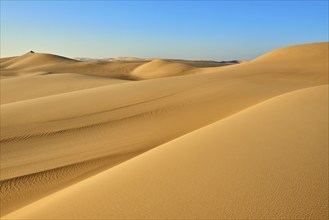 Pristine sand dunes stretch out under a clear blue sky, Matruh, Great Sand Sea, Libyan Desert,