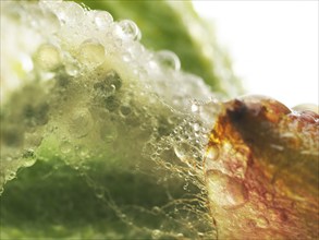 Chestnut, common horse-chestnut (Aesculus hippocastanum), detail of bud, resin droplets and fine