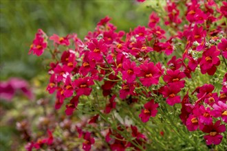 Pouch nemesia (Nemesia), North Rhine-Westphalia, Germany, Europe