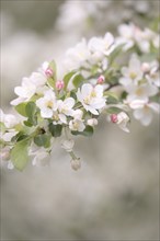 Apple blossom branch with white open flowers and yellow stamens, few closed flowers in pink, green