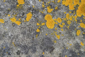 Wall with lichen, background, texture, Germany, Europe