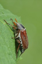 Northern cockchafer (Melolontha hippocastani), male, on a leaf of a horse chestnut (Aesculus