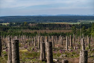 Cleared forest in the Eggegebirge, near Lichtenau, Paderborn district, site of a spruce forest that