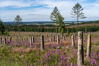 Cleared forest in the Eggegebirge, near Lichtenau, Paderborn district, site of a spruce forest that