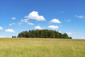 Forest, landscape, pasture with high grass, vastness, clouds, summer in Hochsauerlandkreis, North