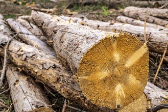 Forest dieback in Arnsberg Forest, northern Sauerland, dead spruce trees, partly cleared forest,