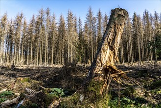 Forest dieback in Arnsberg Forest, northern Sauerland, dead spruce trees, partly cleared forest,