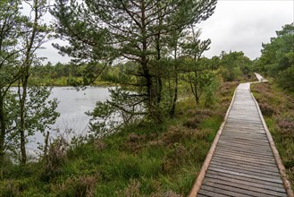 Wooden plank path through the Pietzmoor, raised bog in the Lüneburg Heath nature reserve, near