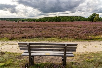 Flowering heath, heather and juniper bushes, near Wilseder Berg, in the Lüneburg Heath nature