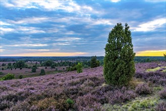 Heather blossom of the broom heather, in the Lüneburg Heath nature reserve, near Wilseder Berg,