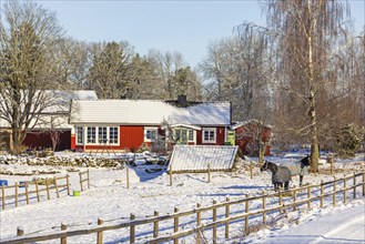 Horses in a paddock with a wooden fence at a country farm on a sunny beautiful winter day, Sweden,