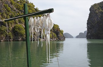 Squid hanging in the sun to dry, behind the karst rocks of Lan Ha Bay, Halong Bay, Vietnam, Asia