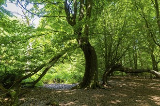 The Sababurg primeval forest, also known as the Reinhardswald primeval forest, is a nature and