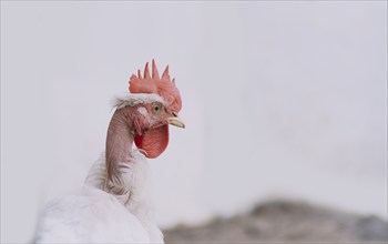 Crest of a pyroco rooster, close up of an Indian rooster, portrait of a pyroco rooster with a