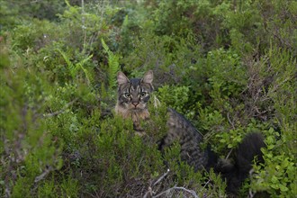 Norwegian Forest Cat in the Norwegian undergrowth