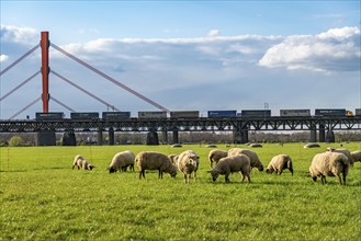 Rhine dyke near Duisburg-Beeckerwerth, flock of sheep, Haus-Knipp railway bridge, goods train,