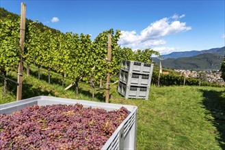 Wine growing, in the Adige Valley, near the village of Tramin on the wine road, view from the