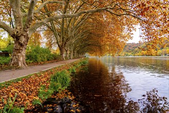 Platanen Allee, Weg am Lake Baldeney, near Haus Scheppen, in Essen, autumn, North Rhine-Westphalia,